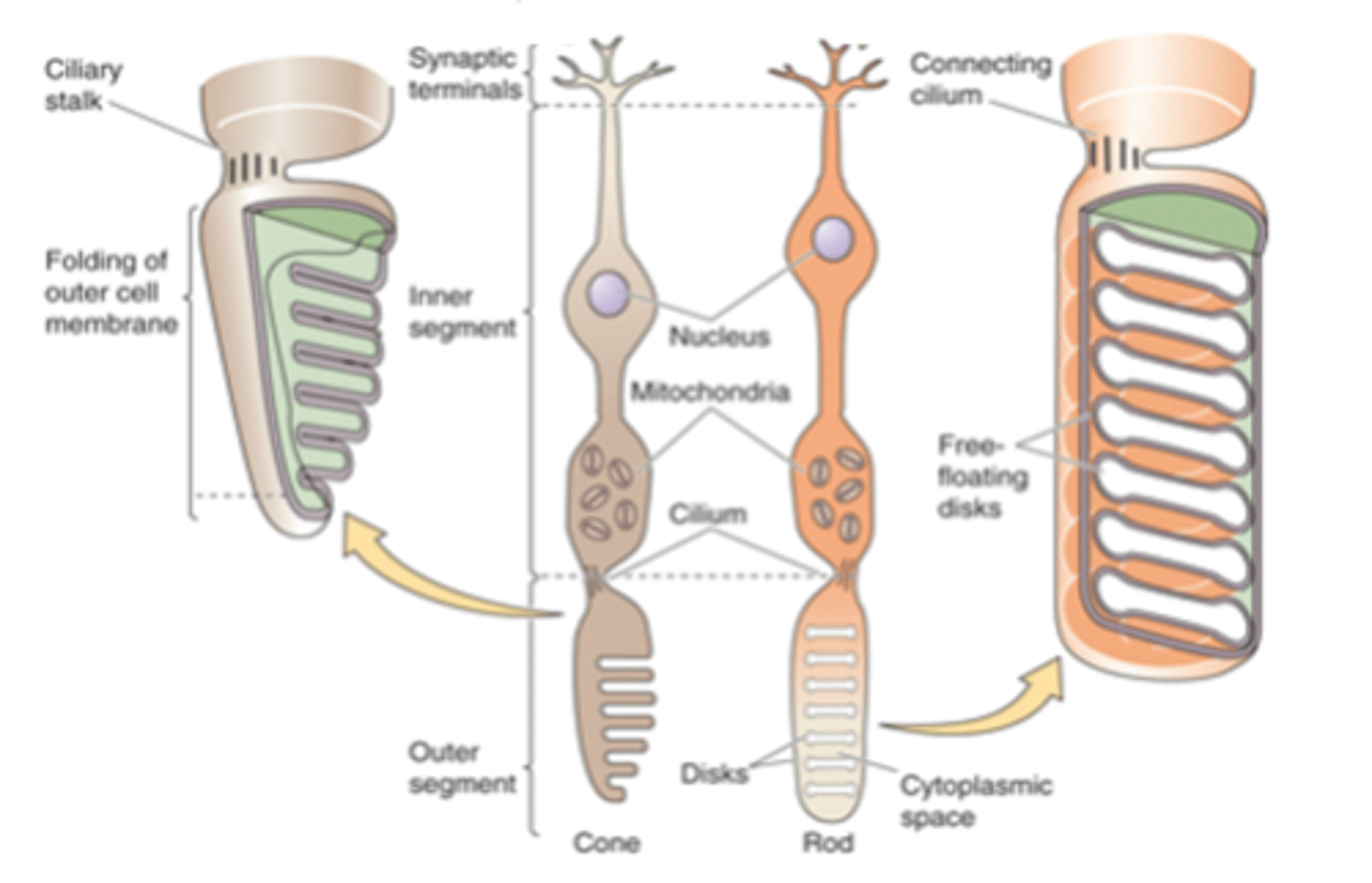 <p>Photoreceptors contain membranous disks which contain ______-___________ ______________ that absorb _______</p>