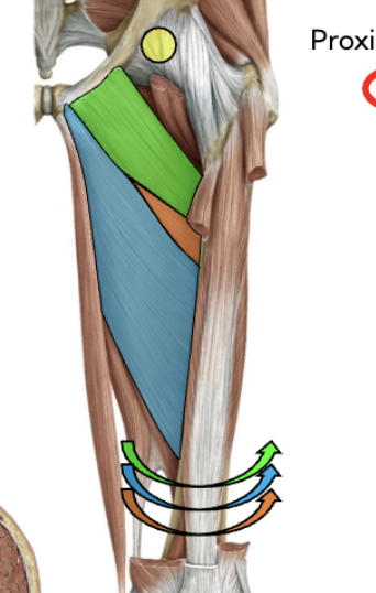 <p>Origin: pubis; </p><p>Insertion: linea aspera; </p><p>Actions: hip adduction; </p><p>Innervation: obturator n.</p>