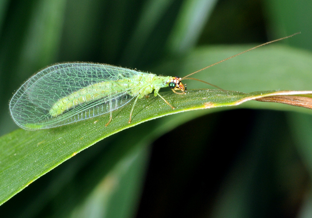 <p>Order, Family, Common name</p>