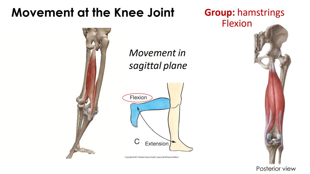 <p>- movement at knee joint</p><p>- movement in sagittal plane</p><p>ANIMATION ON SLIDE 38</p><ul><li><p>flexion</p></li></ul><p></p>