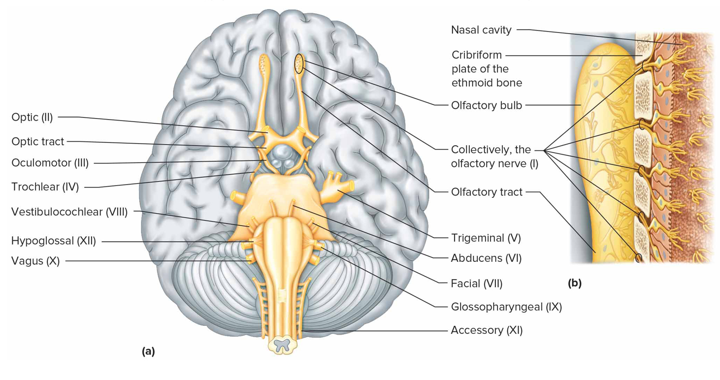 <p>Cranial nerve IX</p>