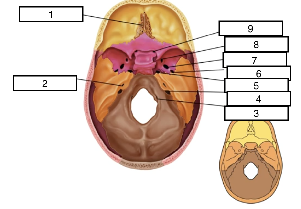 <p>9</p>