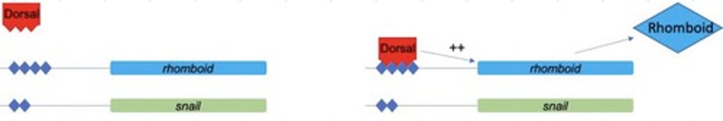 <p>Rhomboid expression</p>