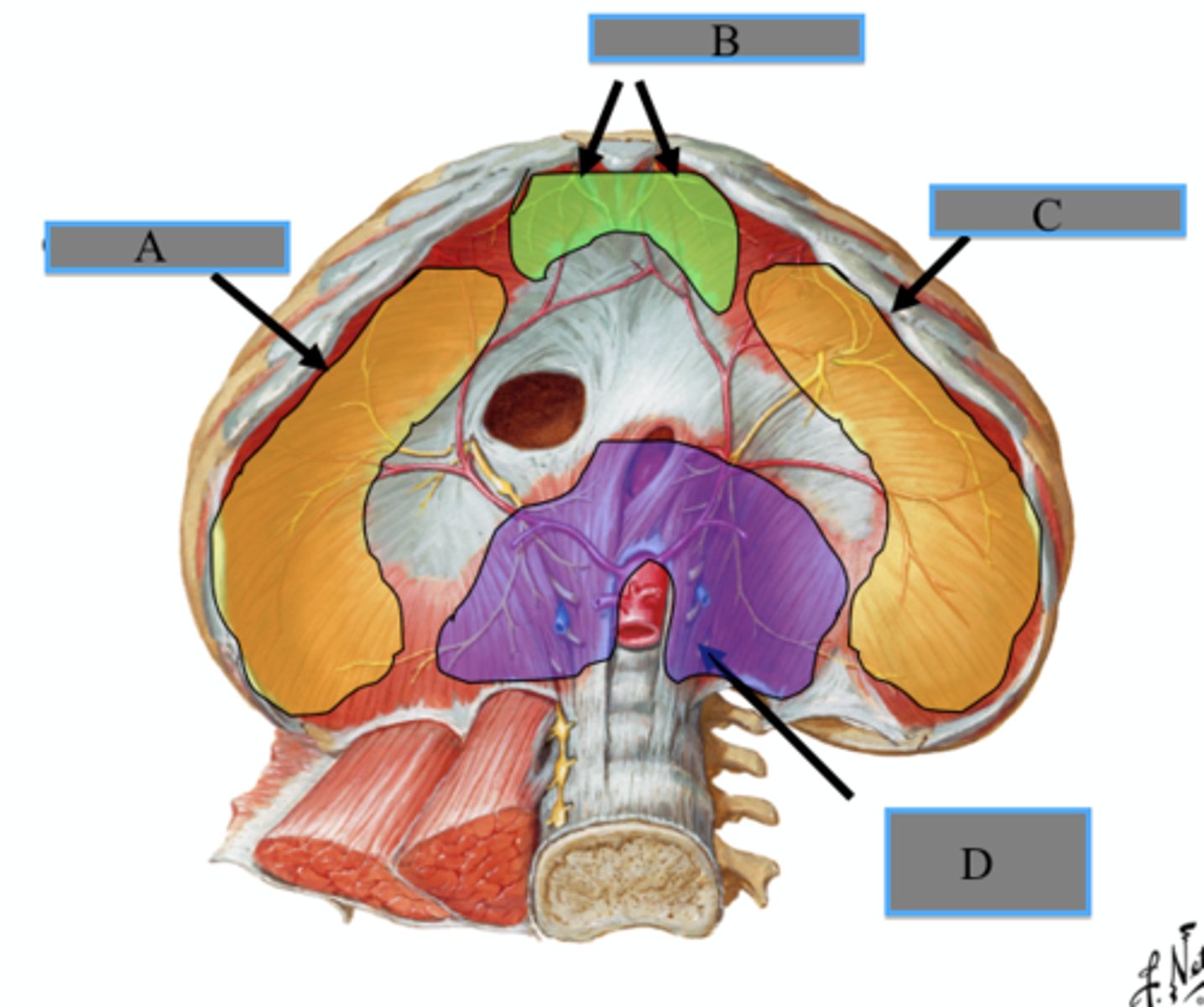 <p>ID D (be specific)</p>