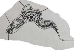 <p>Describe the morphology of trypanosoma </p>