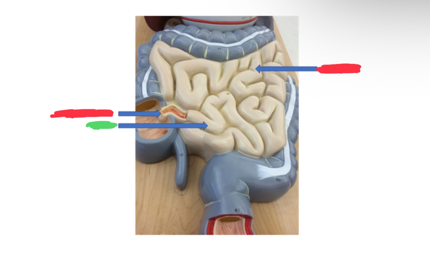 knowt flashcard image