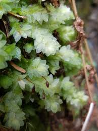 <p>complanate, looks like a leafy liverwort</p>