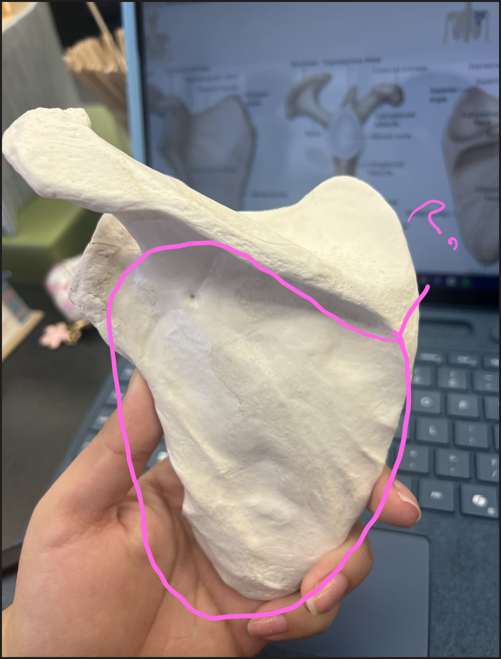 <p>What is this circled region?</p>