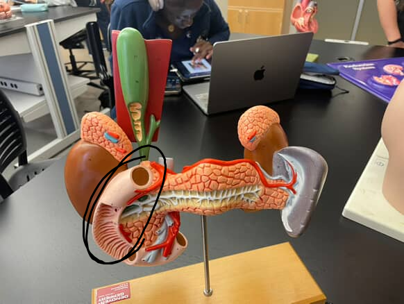 <p>top of the small intestine, encircles the head of the pancreas</p>