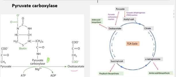 <p>Role: Converts pyruvate t oxaloacetate</p><p>Significance: Replenishes oxaloacetate for TCA cycle. Necessary for glucogenesis. Important for its regulatory function</p><ul><li><p>Decrease in levels of ATP promotes TCA cycle</p></li><li><p>An increase in levels promotes glycogenesis</p></li></ul>