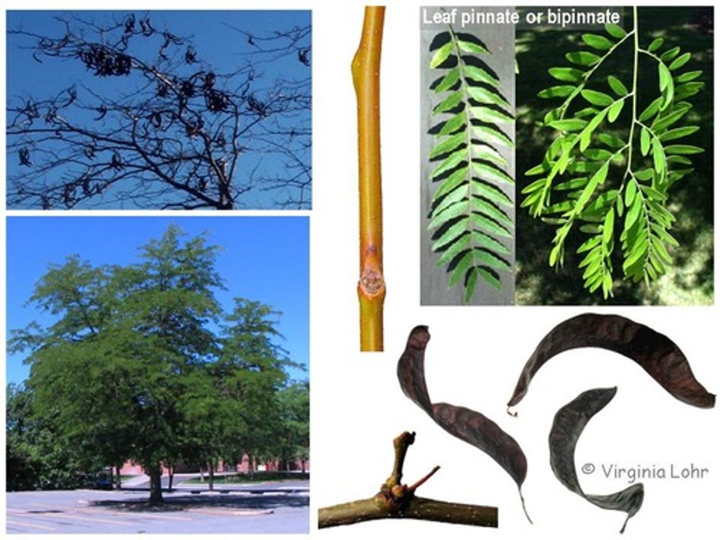 <p>Fabaceae Gleditsia triacanthos</p>