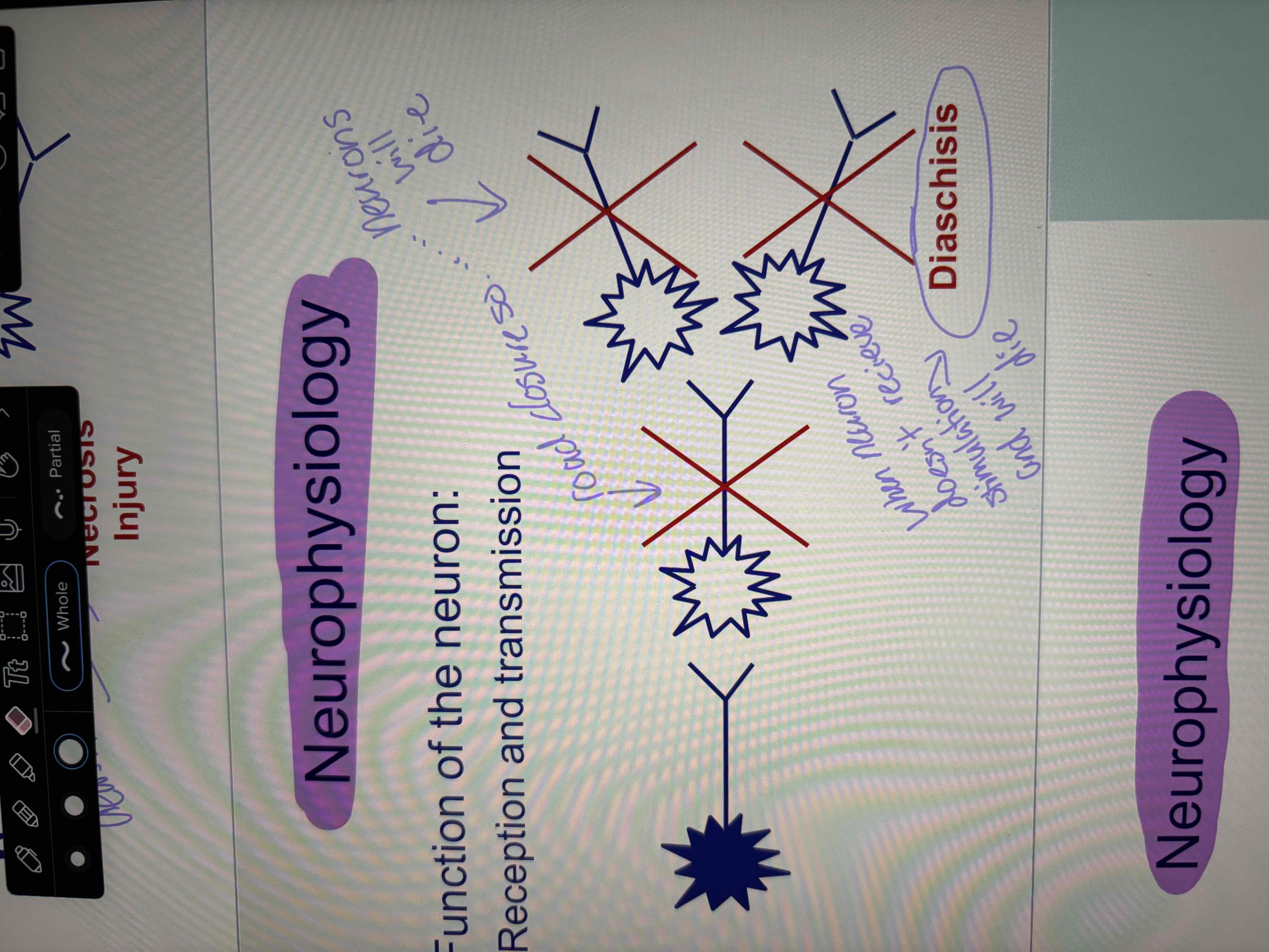 <ul><li><p>when neuron doesn’t receive stimulation and will die </p></li></ul><p></p>
