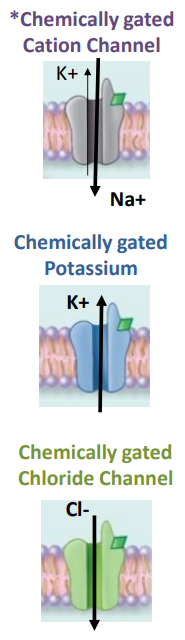 <p>at post synaptic membrane</p><ul><li><p>change in membrane potential due to opening of chemically gated channels</p></li><li><p>small localized change in membrane potential</p></li><li><p>signals vary in both direction of change and strength of signal</p><ul><li><p>signals are multidirectional and weaken with distance</p></li></ul></li></ul><p></p>