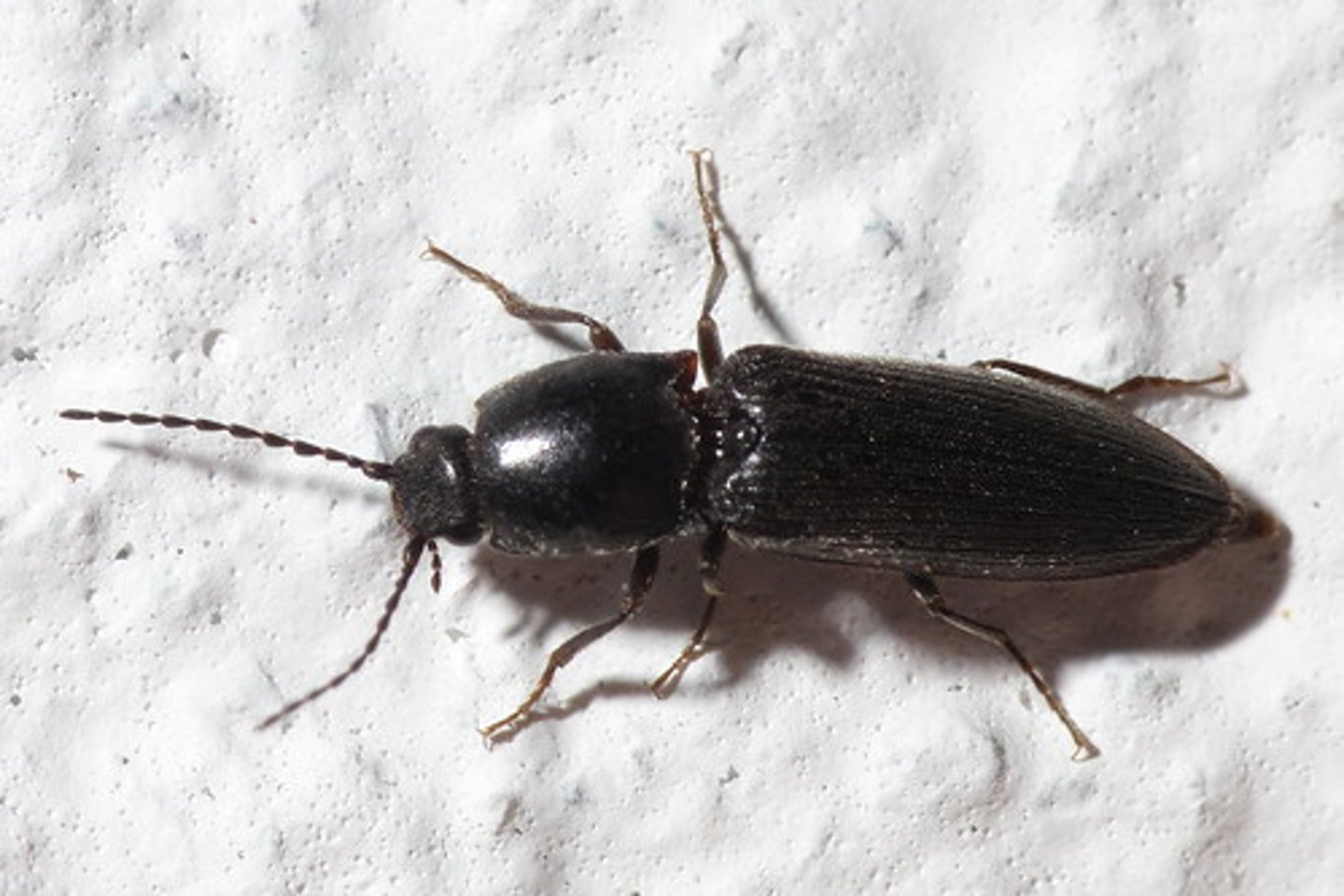 <p>click beetles</p><p>ability to produce a clicking sound as a means of self-defense</p>