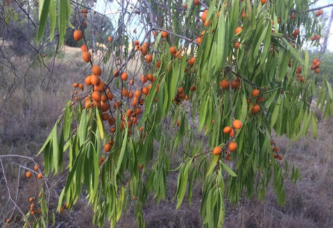 Gumby gumby tree (Pittosporum Phylliraeoides)

* $$Preparation$$

  
  1. Leaves are collected
  2. The leaves are boiled
  3. The boiled leaves water is drank or applied
* $$Benefits$$ 

  
  1. Treats colds
  2. The boiled leaves are wrapped in sheets and used to cover rashes 
  3. The boiled leave water is used to wash the head to cure dandruffs 
* $$Active ingredient$$

  
  1. saponin (a sulphonated di- or tri-terpene