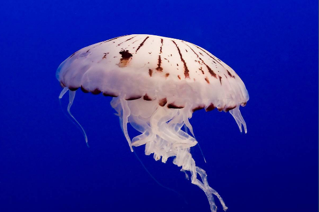 <p>Scyphozoa</p>
