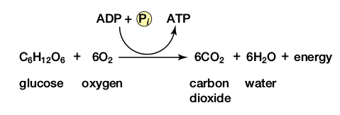 <ul><li><p>process in which nutrients are converted to useful energy for the cell</p></li><li><p>generates ATP</p></li><li><p>C6H12O6 + 6 O2 → 6 CO2 + 6 H2O</p></li></ul>