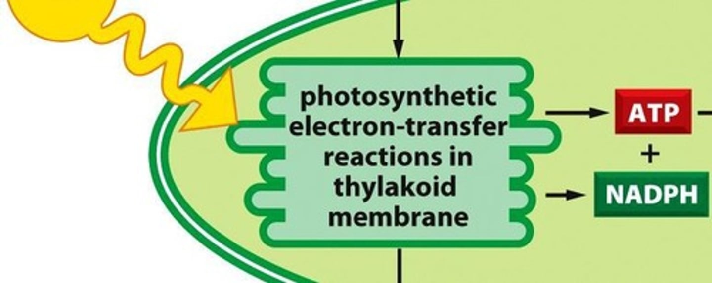 <p>Solar energy is converted into chemical energy in the form of ATP and NADPH</p>