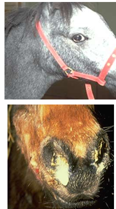 <ul><li><p>All systems</p></li><li><p>Temp / Heart rate</p></li><li><p>Ventral oedema? (more likely cardiogenic cause)</p></li><li><p>Guttural Pouches & Lymph nodes (submandibular)</p><ul><li><p>enlargement, discharges</p></li></ul></li><li><p>Nares and Nasal Passages</p><ul><li><p>airflow obstruction</p></li><li><p>discharges</p></li></ul></li></ul><p></p>