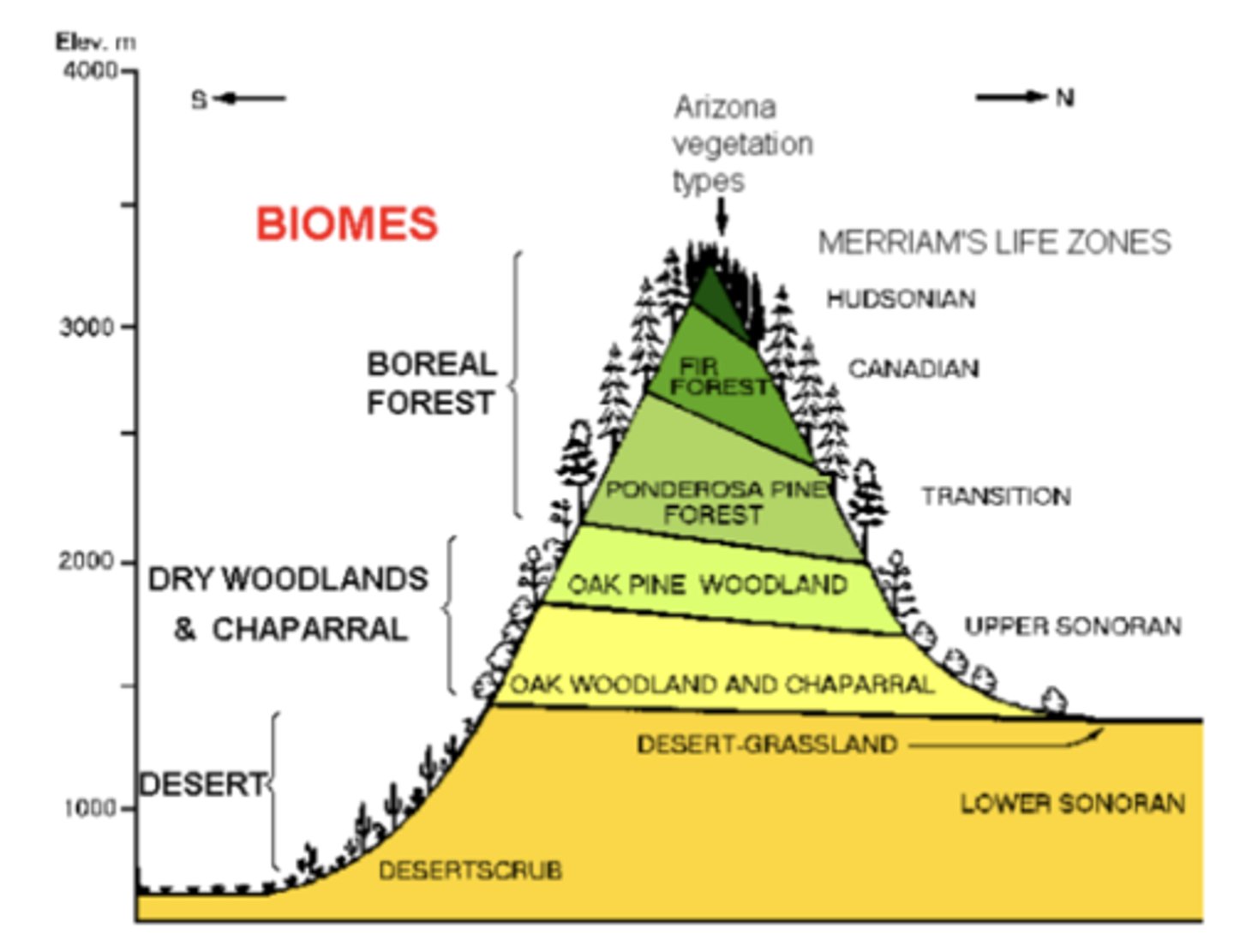 <p>The picture shows how biomes change with elevation in Arizona's mountains (called a sky island effect in the desert SW of the US), following Merriam's Life Zones, a system of ecological zones characterized by similar plant and animal life, changing with latitude and elevation due to temperature gradients</p><p>1) lower Sonoran zone: desert grassland with cacti, mesquite, etc. and hot, dry climate w little rainfall</p><p>2) upper Sonoran zone: desert grassland, oak woodland, chaparral w grasses shrubs and scattered trees, semi-arid conditions which are slightly cooler and wetter</p><p>3) transition zone: oak-pine woodland of mixed oaks and pines, moderate temps, more precipitation</p><p>4) Canadian zone: Ponderosa pine forest w cool summers, cold winters, and significant snowfall</p><p>5) Hudsonian zone: fir forest w cold, moist, long winters and short summers</p><p>6) Alpine zone: boreal forest/alpine tundra w stunted trees, alpine meadows, mosses + lichens, and very cold windy conditions</p><p>-as elevation increases, temperature decreases, moisture generally increases, and vegetation shifts from desert to forest; this is similar to moving northward across continents: deserts → grasslands → forests → tundra</p>