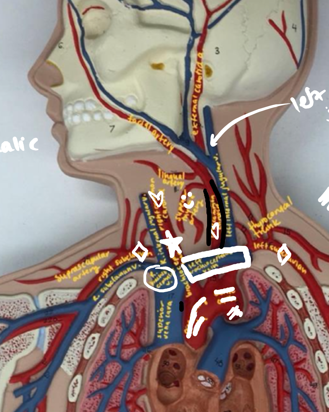<ul><li><p>Left (when looking through the body&apos;s POV)</p></li><li><p>Coming off aortic arch</p></li></ul>