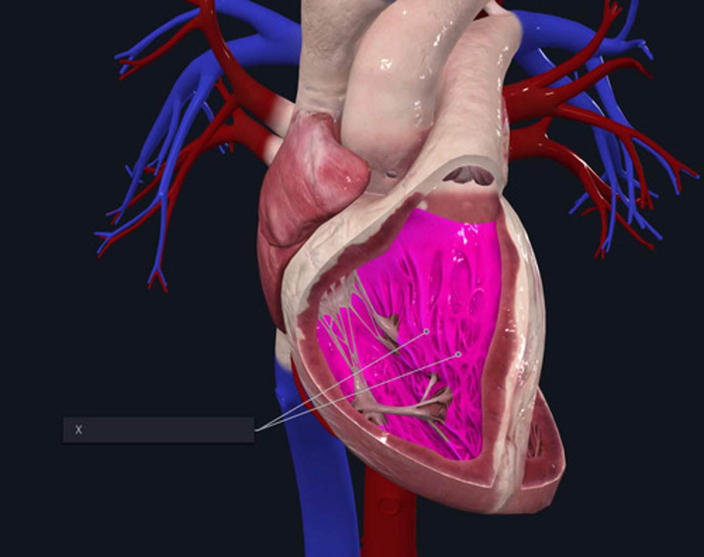 <p>Name the muscles marked by the X and highlighted pink</p>