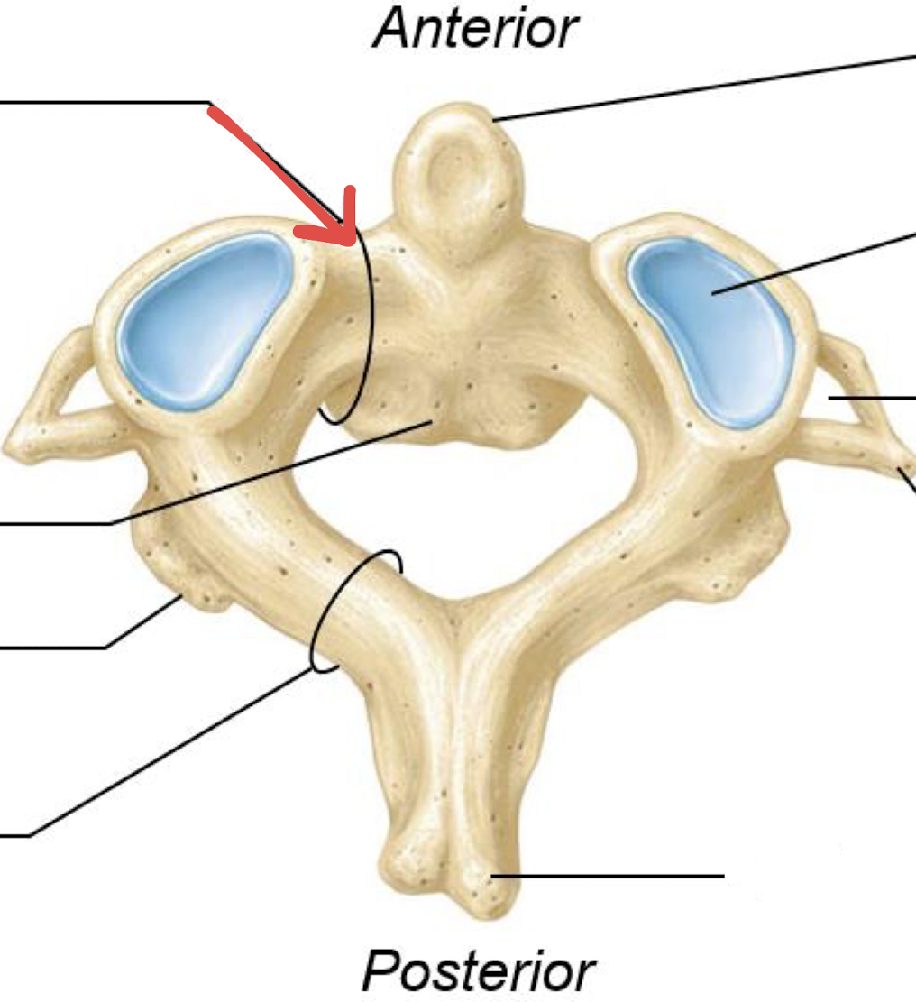 <p>what is this?</p>