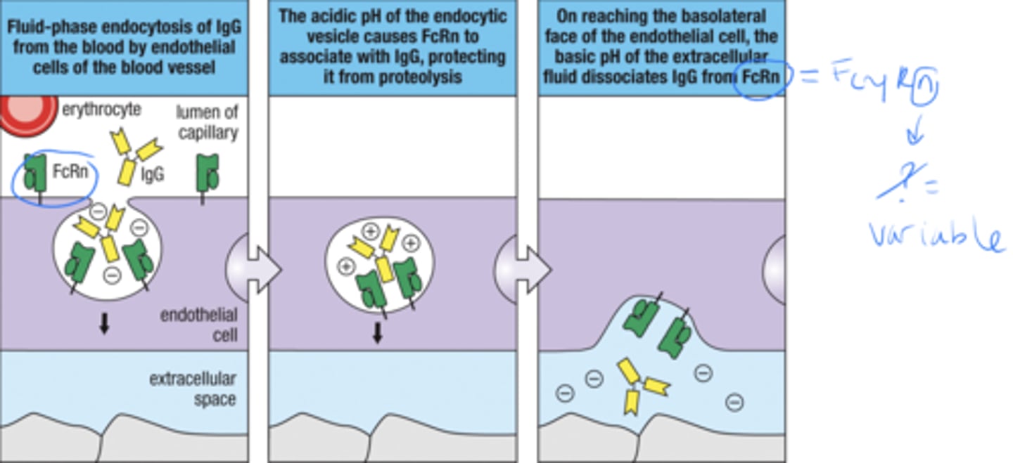 <p>1. endocytosis of IgG from the blood by endothelial cells of the blood vessel</p><p>2. the acidic pH of the endocytic vesicle causes FcRn to associate with IgG, protecting it from proteolysis</p><p>3. on reaching the face of the endothelial cell, the basic pH of the extracellular fluid disassociates IgG from FcRn</p>