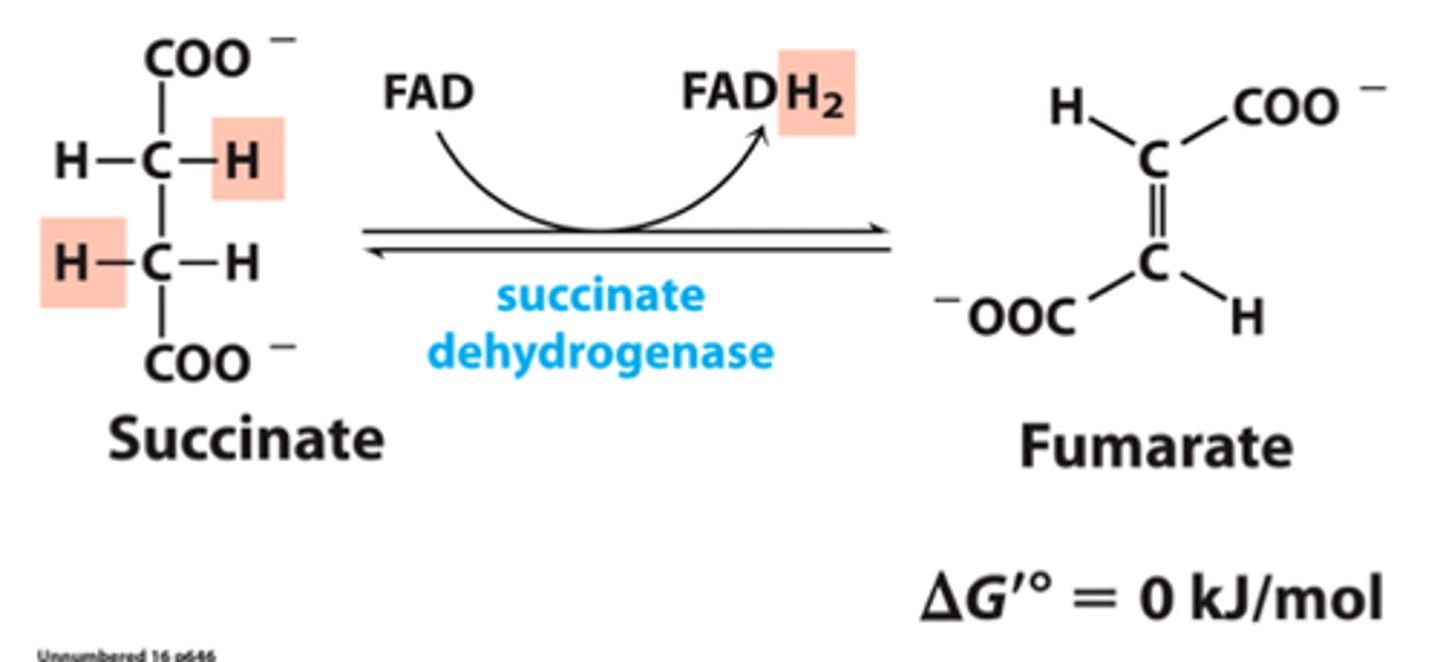 <p>Succinate dehydrogenase generates ubiquinol</p><p>Enzyme: Succinyl dehydrogenase</p><p>Enzyme participates in krebs cycle (TCA) and in electron transport (ETC)</p><p>Only enzyme that sits in INNER MEMBRANE of mitochondria (enzyme cannot move)</p><p>-(rest of enzymes float around in inner membrane space)</p><p>Succinate -&gt; fumarate, make FADH2 -&gt; passes e- to coenzyme Q</p><p>Electrons taken off of succinate added to FAD</p><p>FADH2 passes e- to coenzyme Q to make QH2 (very important for ETC)</p>
