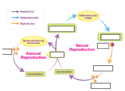 <p><strong>What is formed by the fusion of nuclei during the sexual reproduction of fungi?</strong></p>