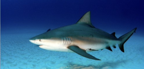 <p>It’s a bull shark!</p><ul><li><p>Inshore</p></li><li><p>No spiracle</p></li><li><p>Move between freshwater and saltwater</p></li><li><p>Aggressive</p></li><li><p><strong>IUCN status: vulnerable</strong></p></li></ul><p></p>