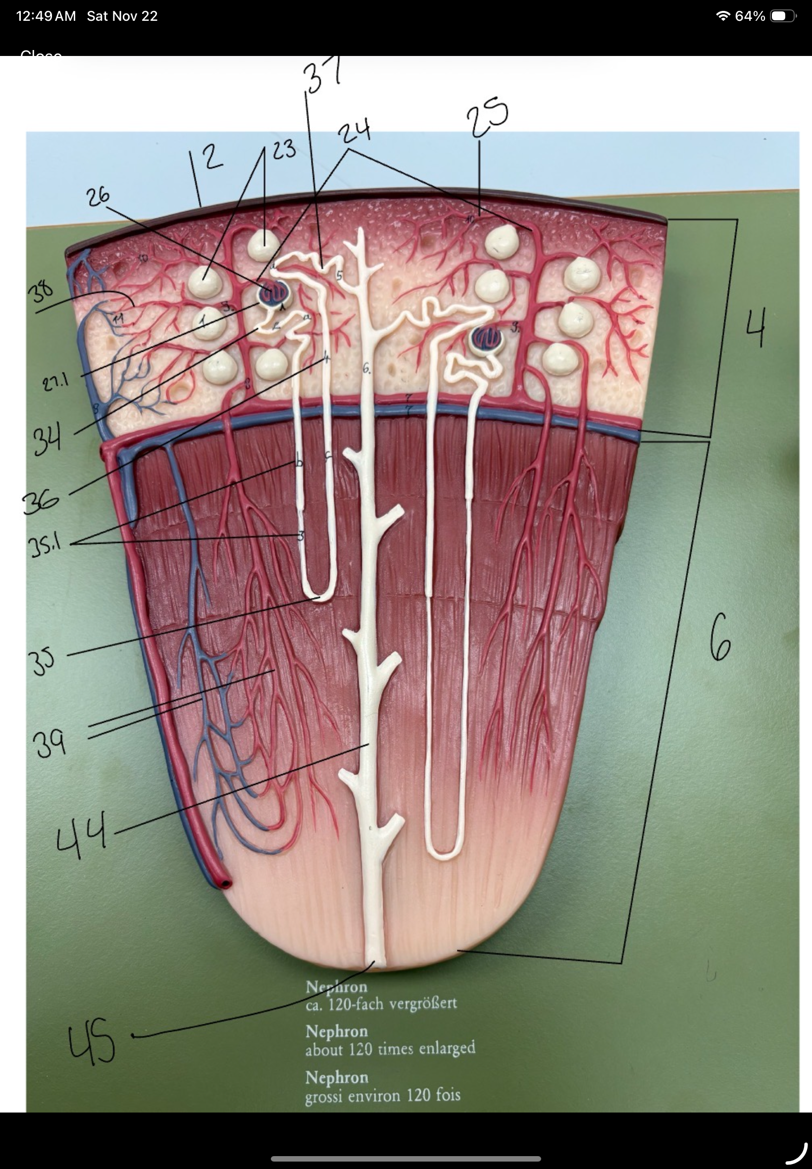 <p>renal corpuscle </p>