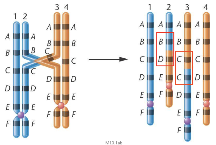 <ul><li><p>unequal crossing over of misaligned chromosomes during meiosis generates duplications, and deletions </p></li></ul><p></p>