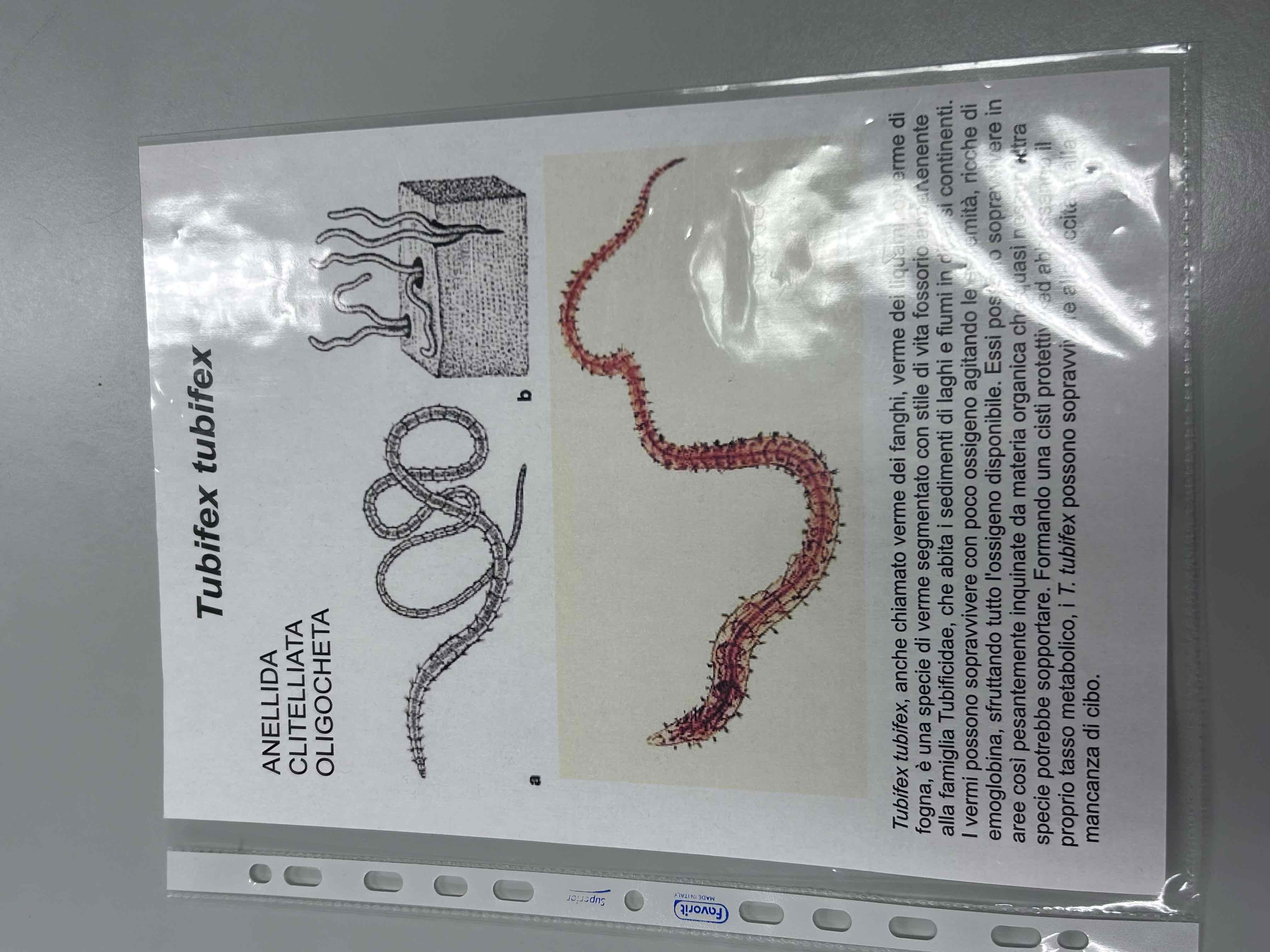 <p>Anellidi</p><p>Clitellati</p><p>Oligocheti</p><p>Tubifex tubifex</p>