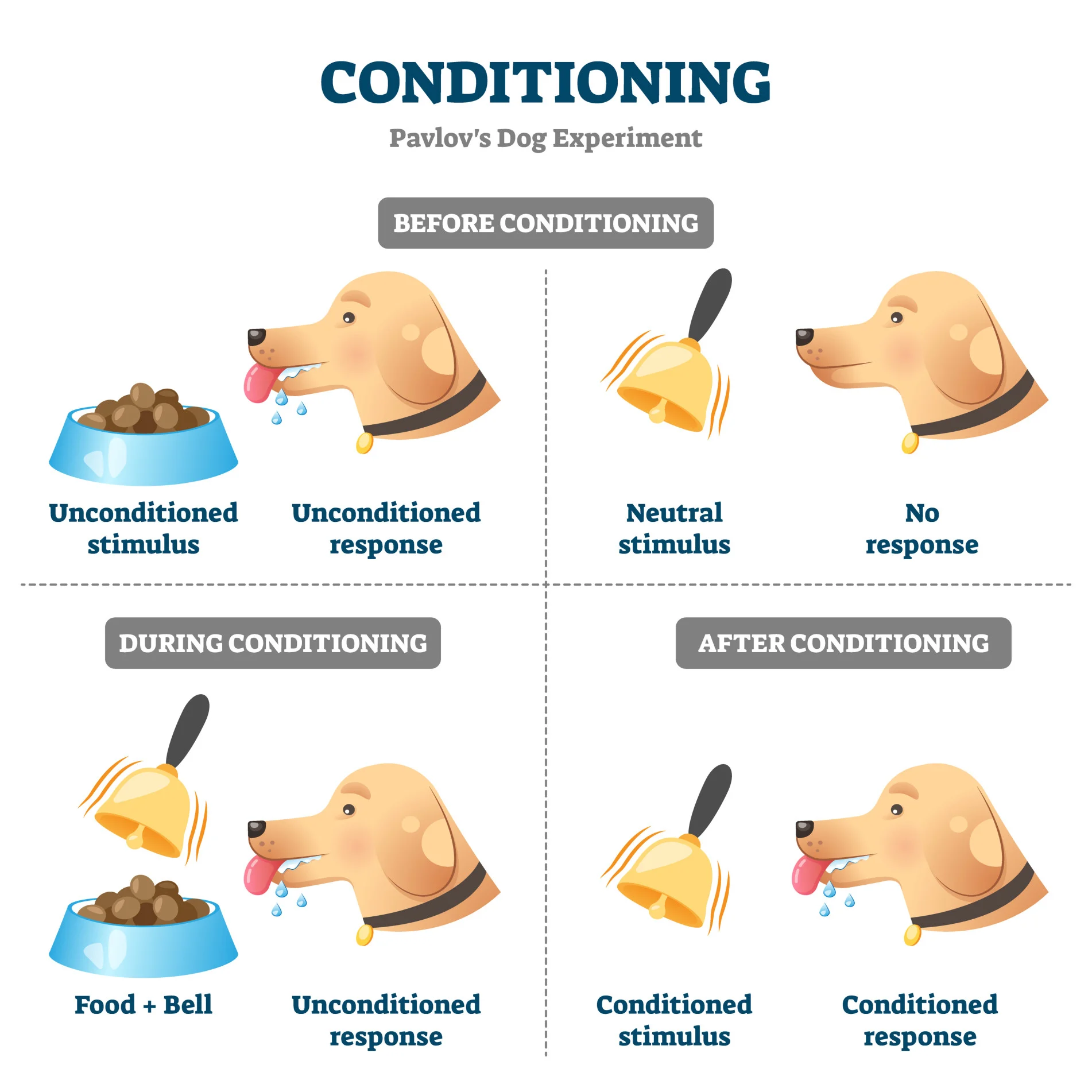 <p>Conditioned Response (CR)</p>