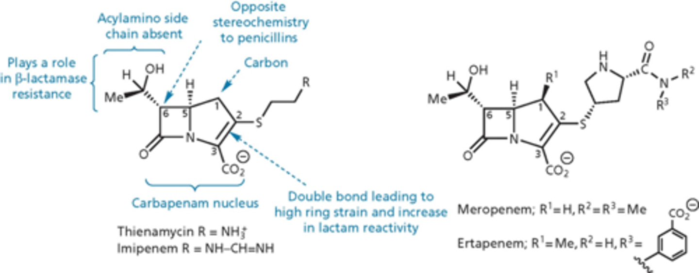 <p>- last major group of b-lactams</p><p>- 5 membered ring but instead of sulfur, there is a carbon</p><p>- thienamycin isolated from Streptomyces in 1976</p><p>- broad range of activity against gram-positive and –negative</p><p>- low toxicity, high resistance to beta-lactamases</p><p>- poor metabolic and chemical stability</p><p>- imipenem, meropenem and ertapenem are clinically useful analogs - changed how reactive the nitrogen is on the right (increase stability by buffering)</p><p>- harder to produce</p><p>- have to keep in solution because less stable as a solid</p>