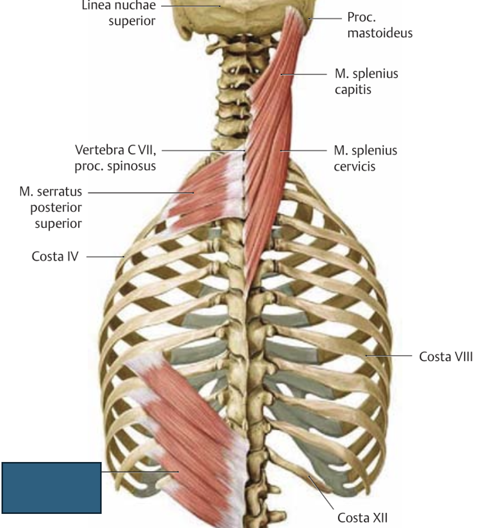 <p>m. serratus posterior inferior → langetab roideid (väljahingamine)</p>