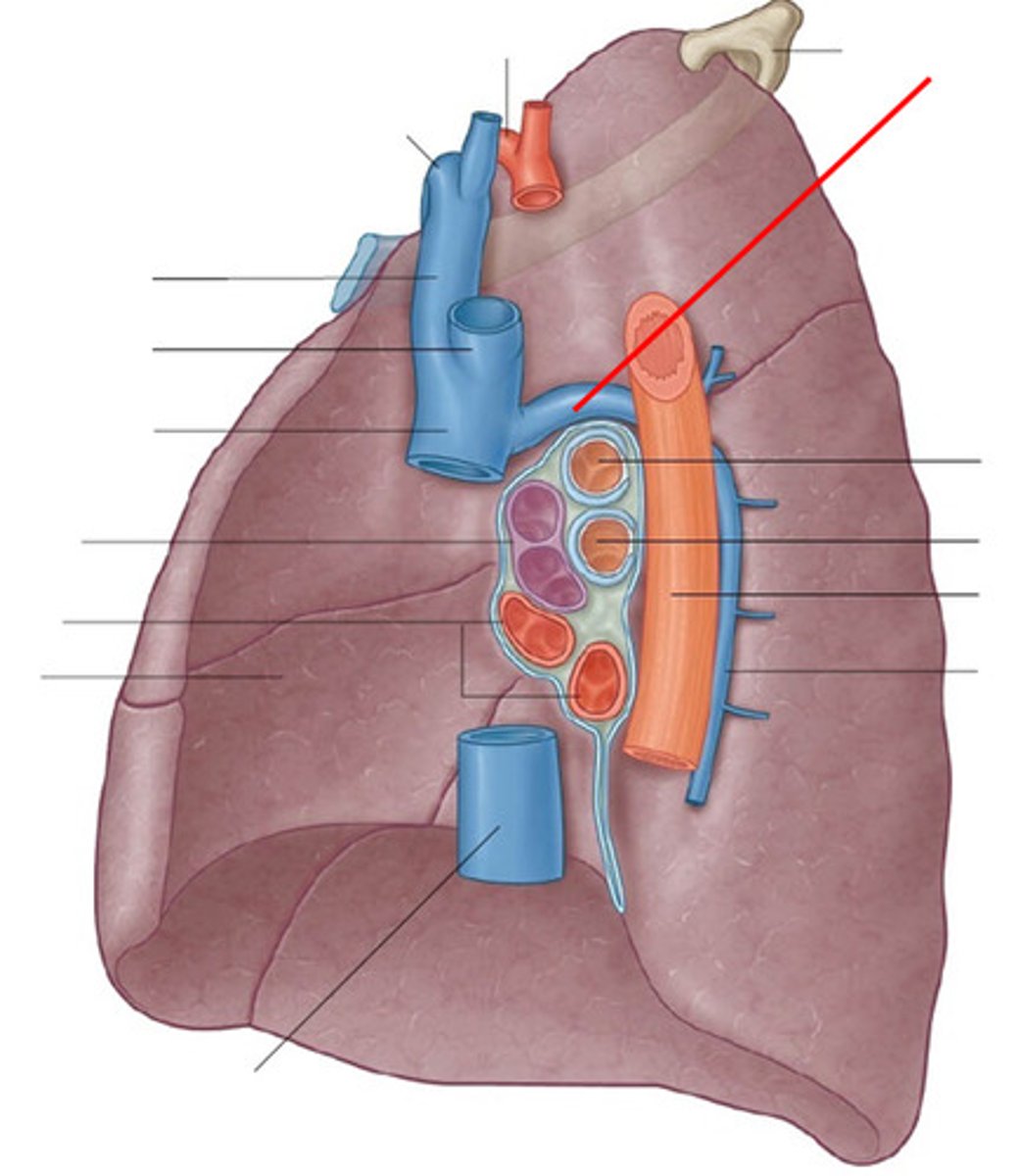 <p>identify the red line</p>