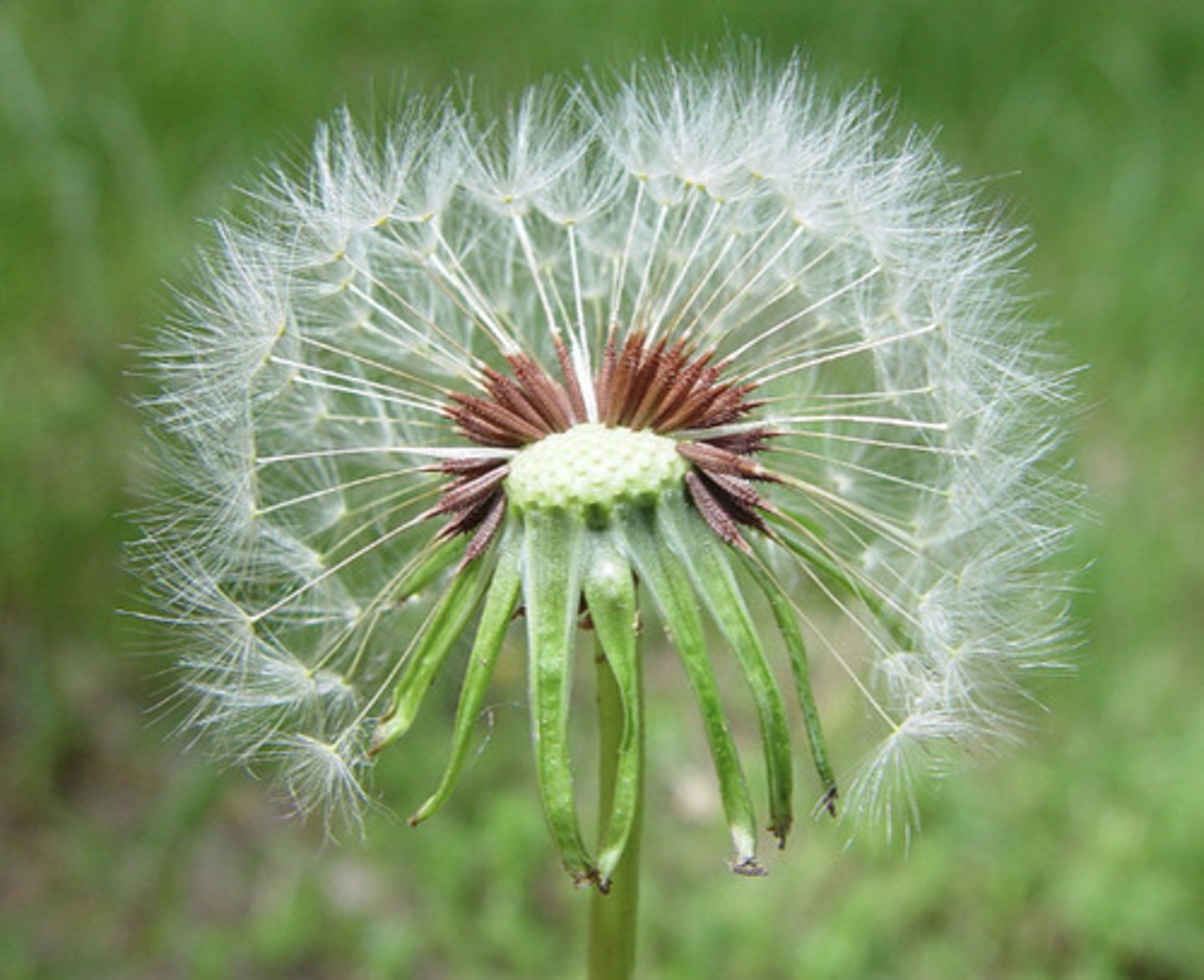 <p>An achene with adherent calyx → fruits of daisies+ dandelions</p>