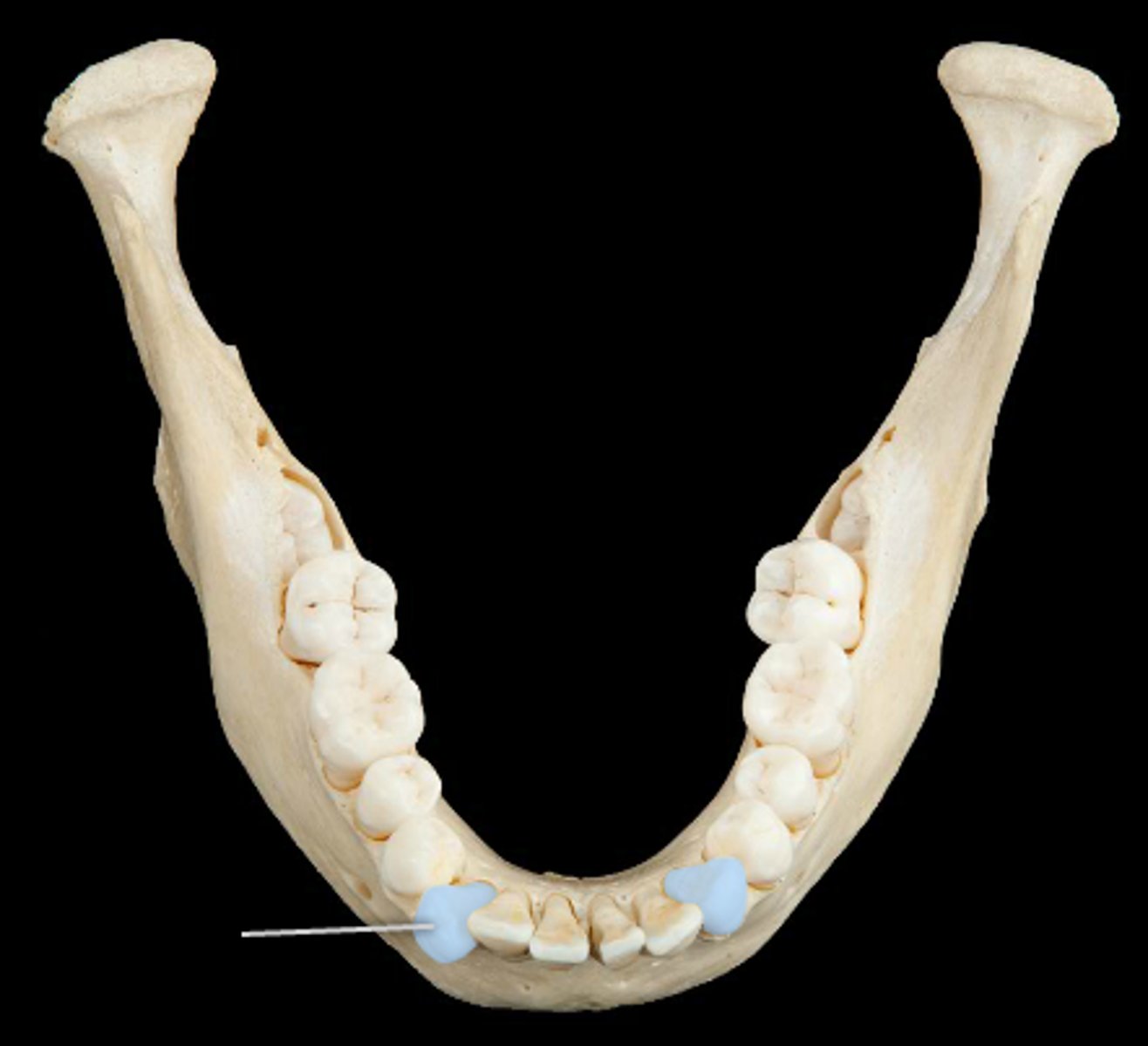 <p>2 pairs</p><p>- surface good for holding and tearing</p><p>- 1 root</p>
