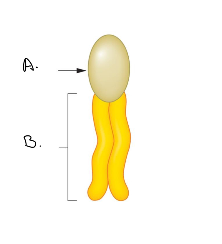 <p>Label the Phosoholipd: </p><p></p><p><mark data-color="#419a7c" style="background-color: #419a7c; color: inherit">A.</mark></p>