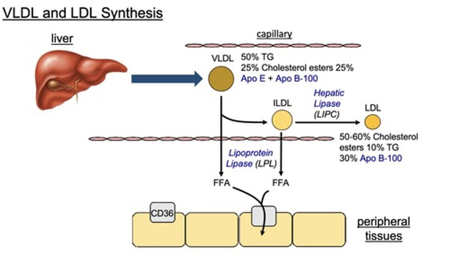 <p>LPL converts <u>VLDL and IDL</u> into <u>FFA for storage</u> in adipose tissue.</p>