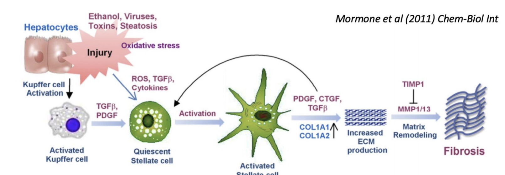 <p>Ethanol hepatocyte injury activates Kupffer cells → release cytokines to recruit inflammatory cells </p><p>Activation of HSCs → excess production and deposition of ECM proteins</p><p>Shift of HSCs towards fibril-forming collagens due to altered MMP expression → inhibition of normal degradation to these collagen types </p>