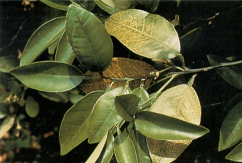 What deficiency do these citrus leaves have?