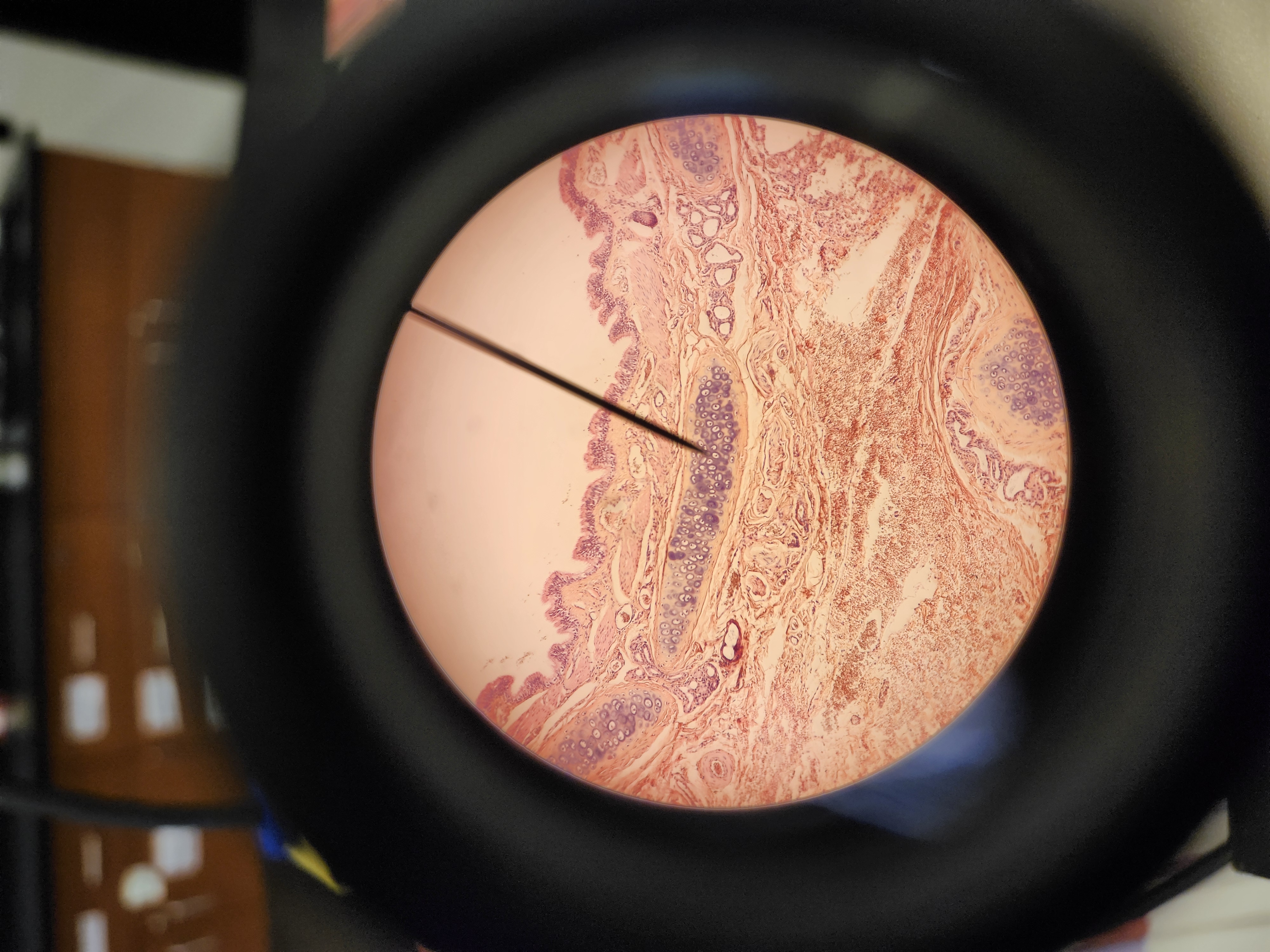 <p>[Histology] Function?</p>