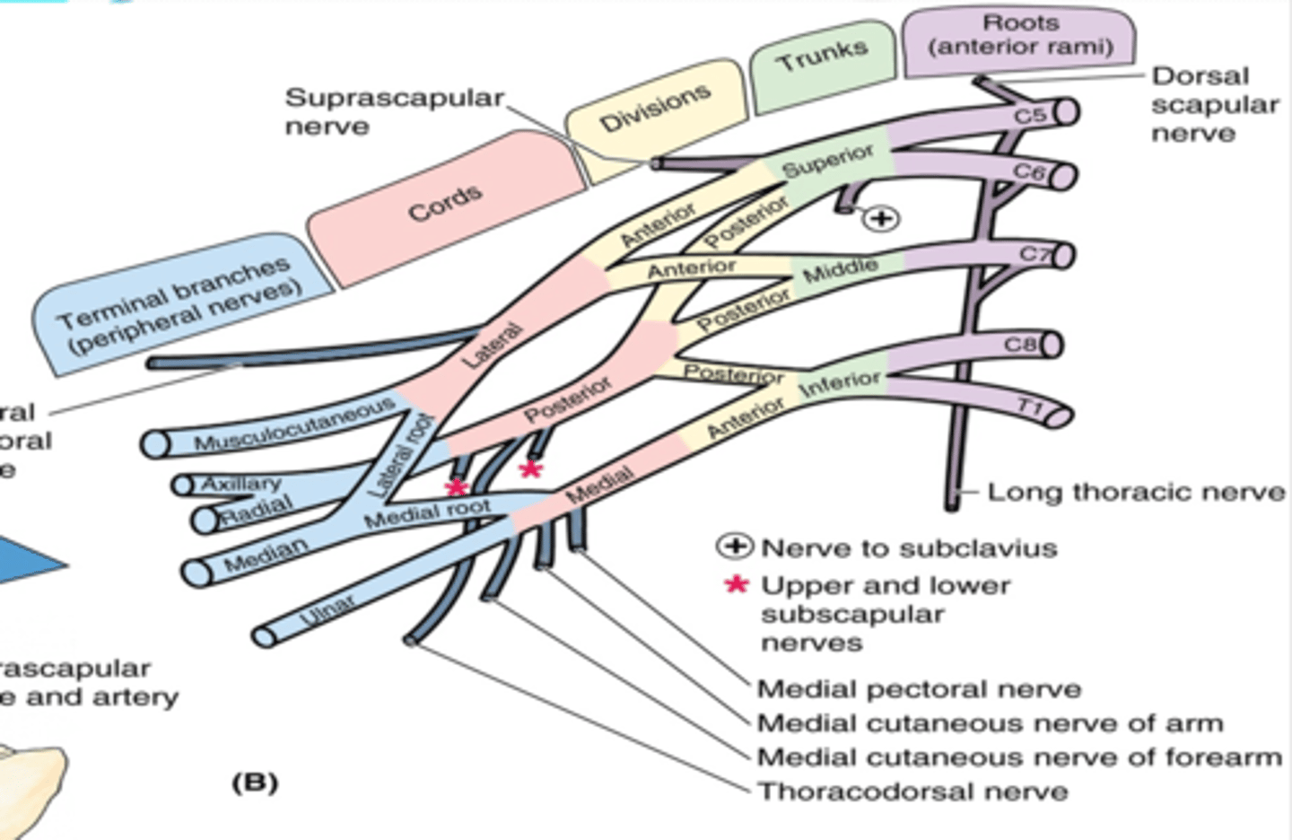 <p>union of the roots in the inferior part of the neck</p><p>-Superior: C5 + C6 roots</p><p>-Middle: continuation of C7 root</p><p>-Inferior: C8 + T1 roots</p>