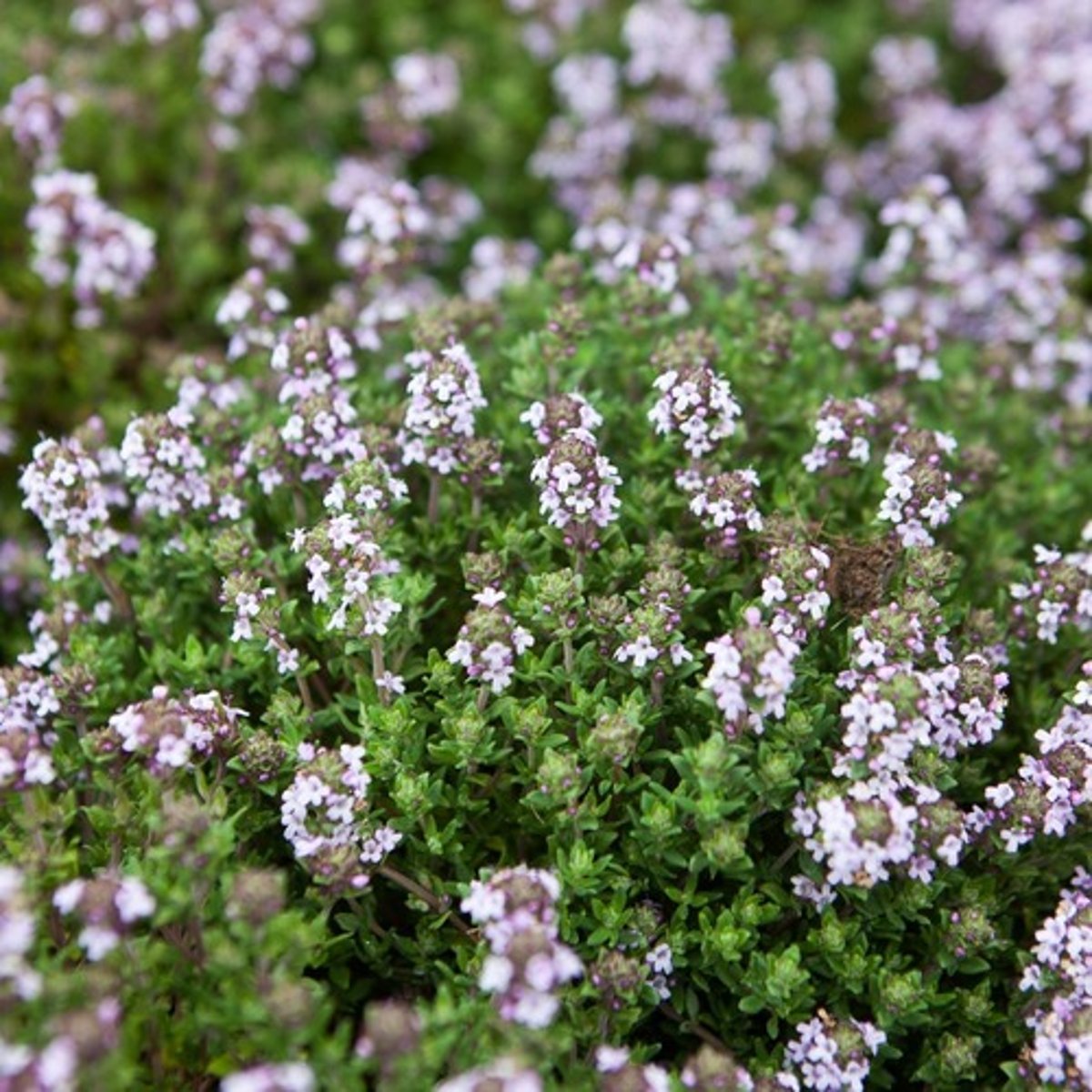 <p>common thyme</p>