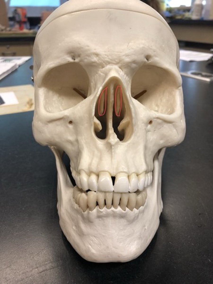 <p>in the nasal cavity; in most models you can only see this one</p>