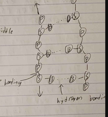 <ul><li><p>provides code for amino acid sequence</p></li><li><p>information molecule</p></li><li><p>stable molecule </p></li><li><p>double stranded</p></li><li><p>forms helix with H bonds in middle</p></li></ul><p></p>