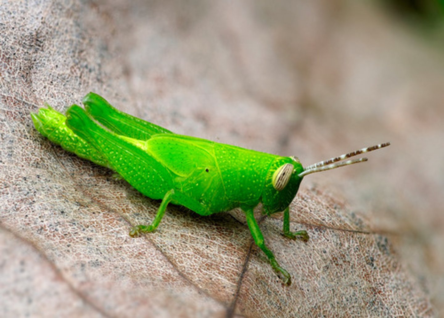 <p>grasshopper</p>